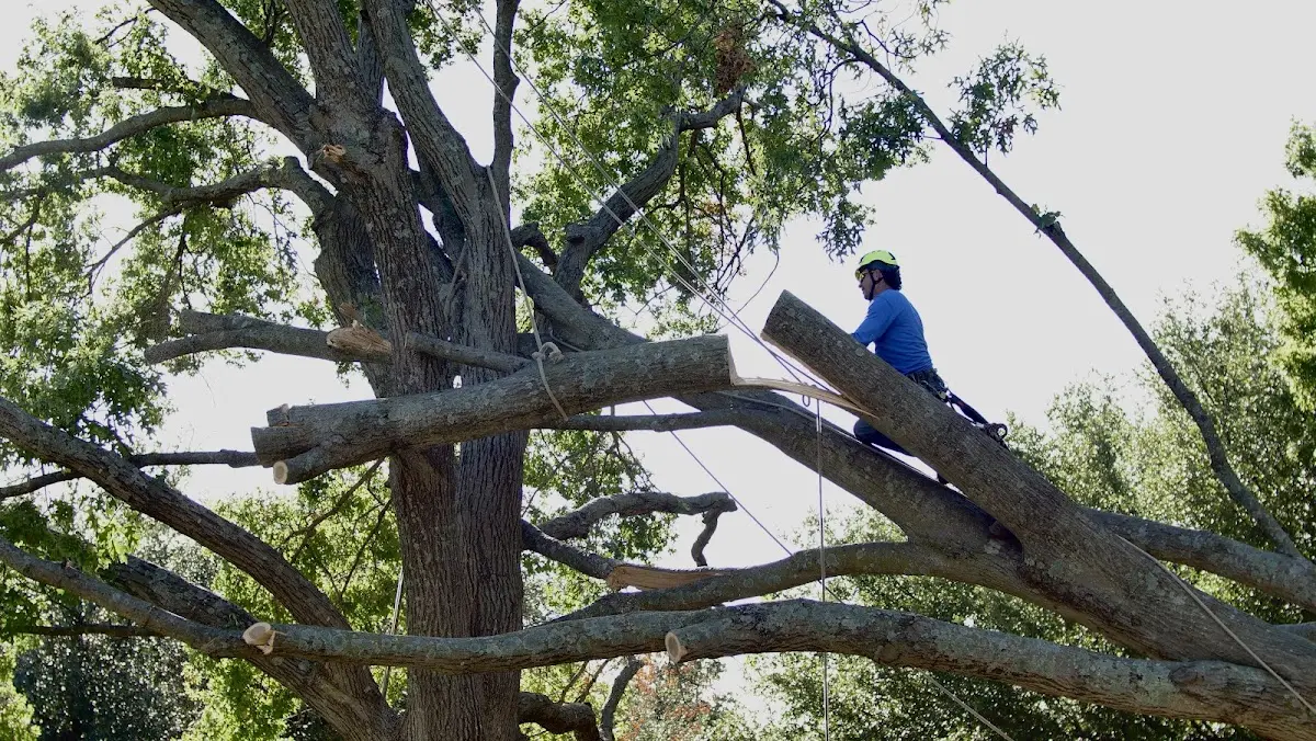 Professional Hazardous Tree Removal performed by certified arborists in Mill River