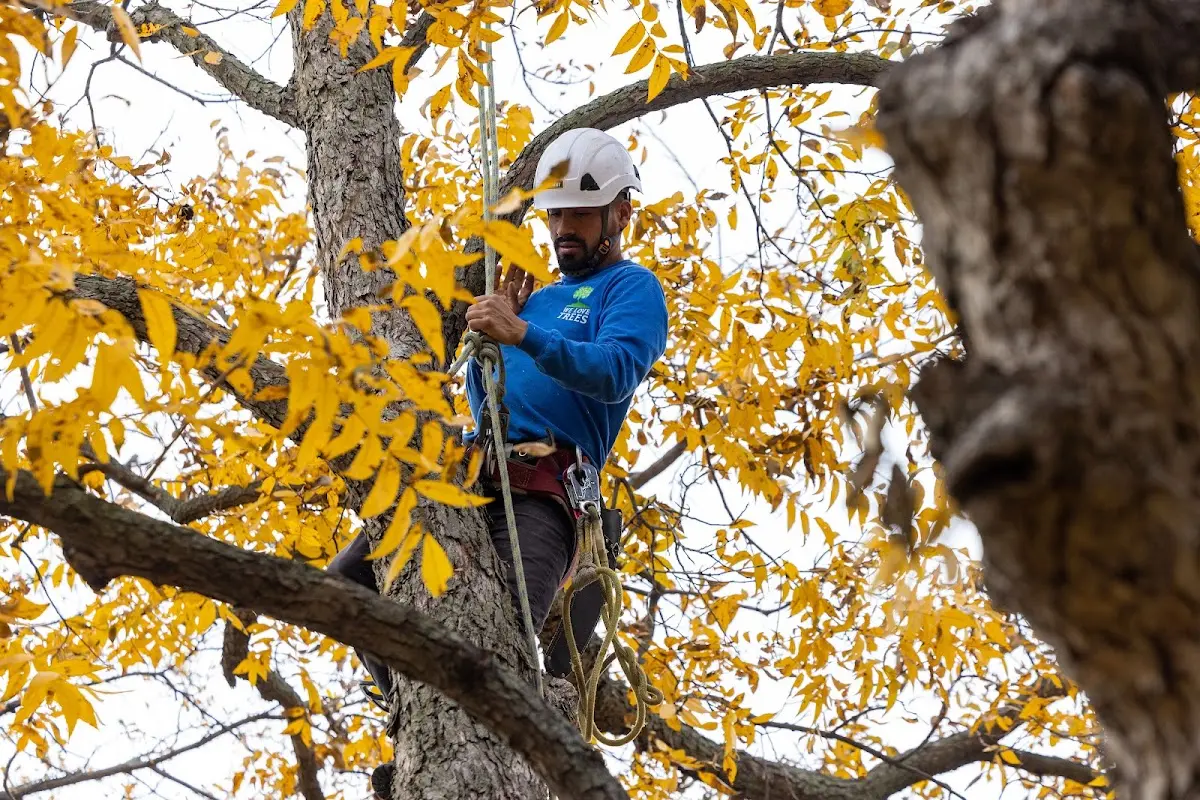 Skilled Tree Planing crew working in Mill River